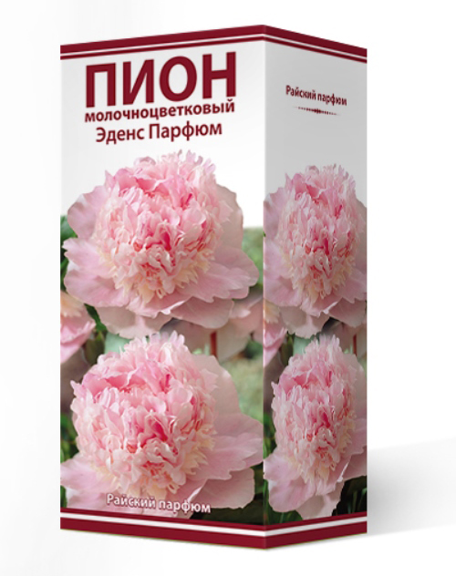 ����  ���������� �������� ����� ��������� ���� ���������������� ����� ������, 1 ��., ������ �� 1260 ���