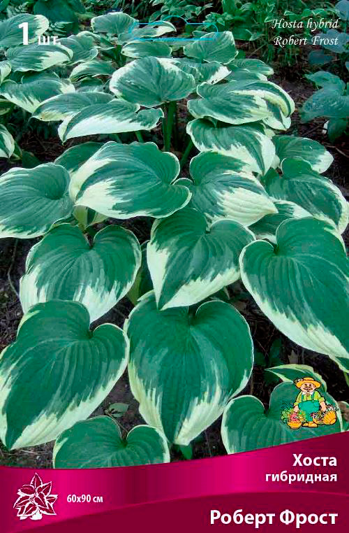 ����  ���������� �������� ����� ��������� ����� ��������� ������ �����, 1 ��., ������ �� 425 ���