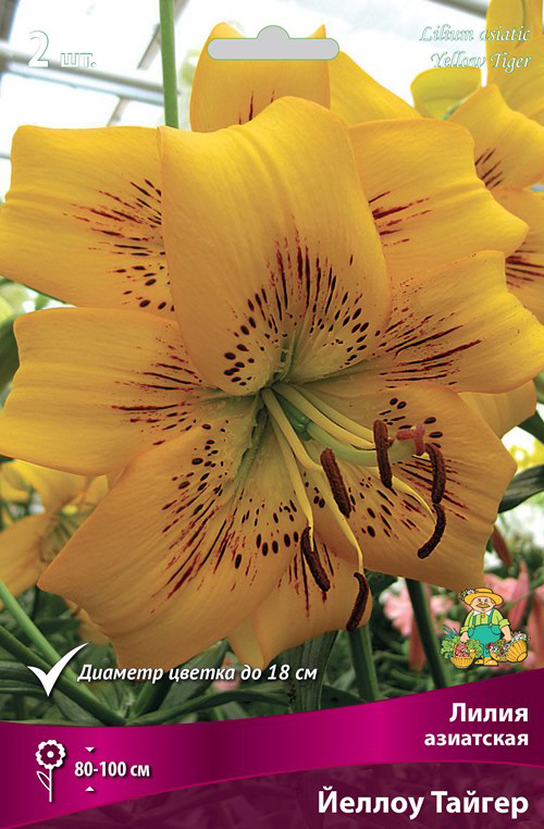 ����  ���������� �������� ����� ��������� ����� ��������� ������ ������, 2 ��., ������ �� 515 ���