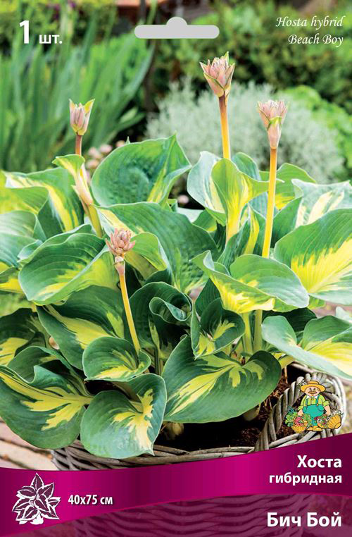 ����  ���������� �������� ����� ��������� ����� ��������� ��� ���, 1 ��., ������ �� 475 ���