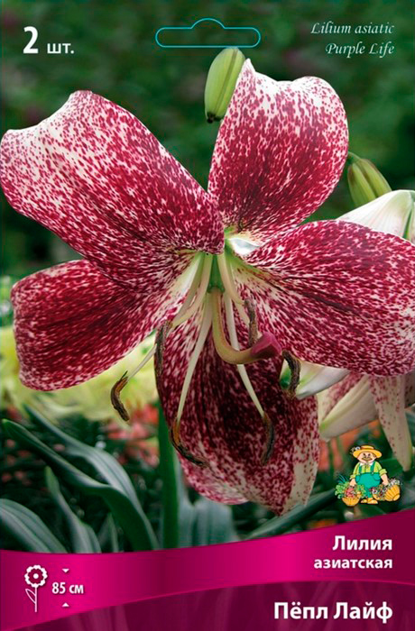 ����  ���������� �������� ����� ��������� ����� ��������� Ϩ�� ����, 2 ��., ������ �� 545 ���