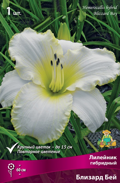 ����  ���������� �������� ����� ��������� �������� ��������� ������� ���, 1 ��. NEW, ������ �� 590 ���