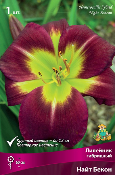 ����  ���������� �������� ����� ��������� �������� ��������� ���� �����, 1 ��. NEW, ������ �� 355 ���