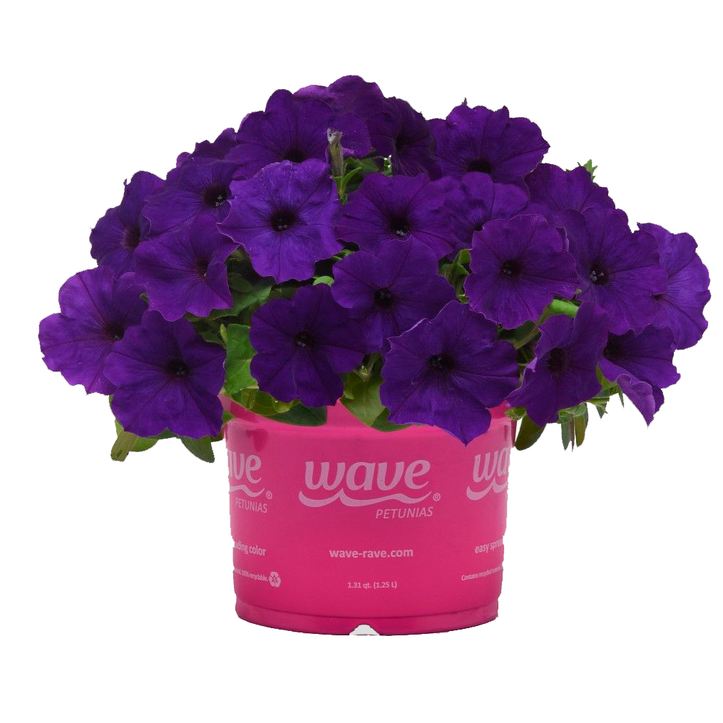    SEEDSPOST   3   (E3 Easy Wave)  F1, 5  PanAmerican  ,   395 