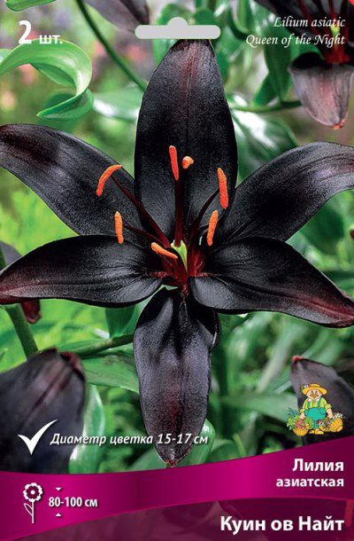 ����  ���������� �������� ����� ��������� ����� ��������� ���� �� ����, 2 ��., ������ �� 445 ���