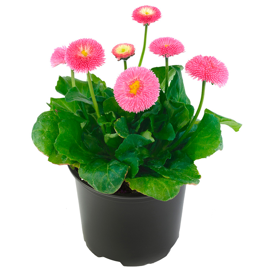    SEEDSPOST    , 10  Benary  ,   145 