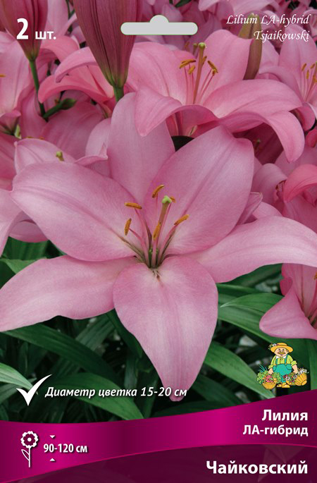 ����  ���������� �������� ����� ��������� ����� ��-������ ����������, 2 ��., ������ �� 325 ���