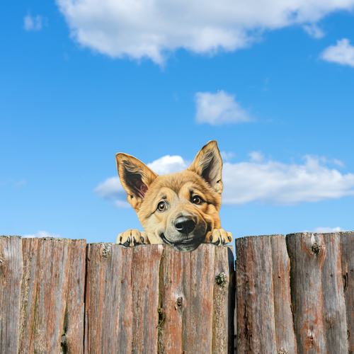 ���� ����� �� ������� ��� ����, ���� 