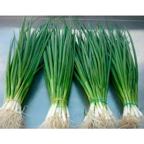 ���� ������������� ������ ���� �� ������ ������� ����, ������ �� 102 ���