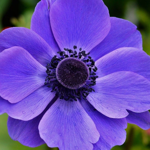 ���� �������� ������, botanica garden, ������� ����� ������, 10 ����, ������ �� 493 ���