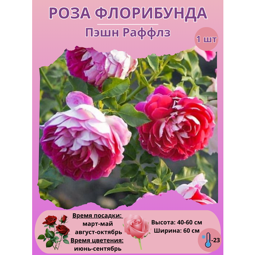 ���� ���� ���������� ���� ������, ����������� ����� ��� ����, ������ �� 450 ���