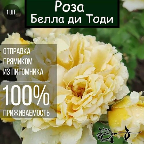 ���� ������� ���� ����� �� ���� / ����� ��������� ����, ������ �� 850 ���
