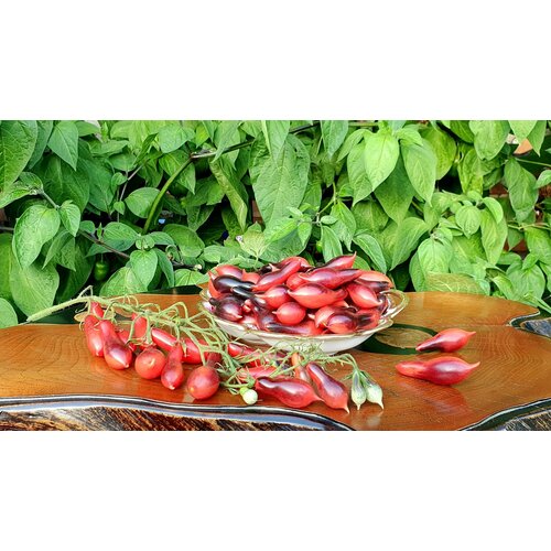       (Kumquat Pink Opal) / Seeds And Goods /   zip-lock   10 ,   269 