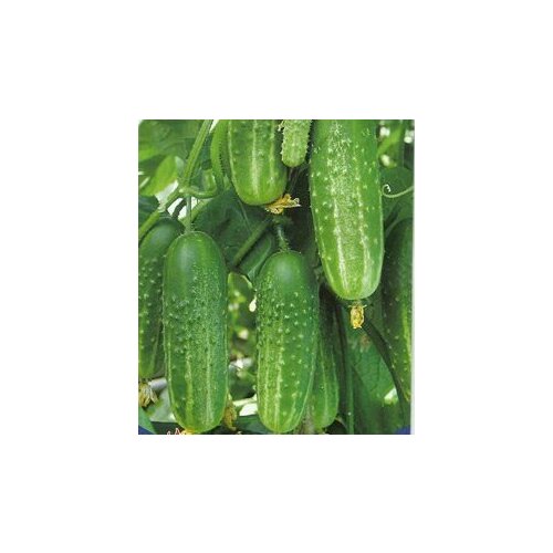 ���� ������������� ������ ������ ������� F1, ������ �� 127 ���