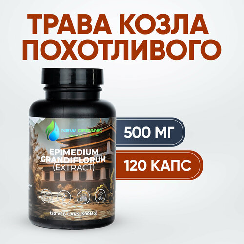 ���� ����� 