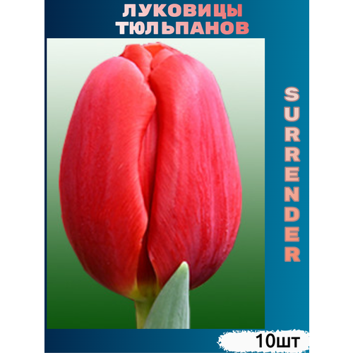 ���� �������� �������� Surrender ( 10 ��), ������ �� 450 ���