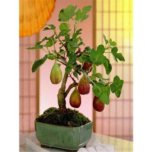 ���� ����� ���������, ������, ������ �� 395 ���