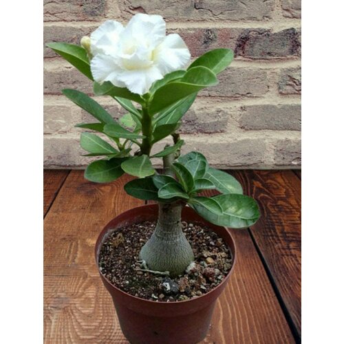 ���� ������� White rose, ����� ����, ������, ������ �� 394 ���