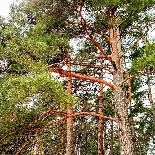 ���� ����� ������������ �������, ������, 50 ��, ������ �� 383 ���