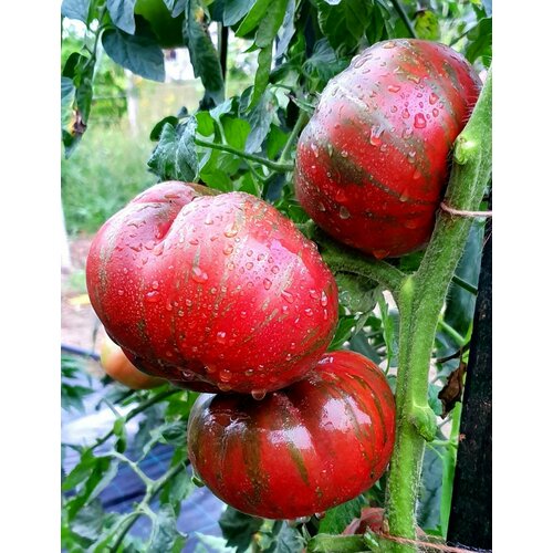     -  (Berkeley Tie Dye Pink) / Seeds And Goods /   zip-lock   10 ,   289 