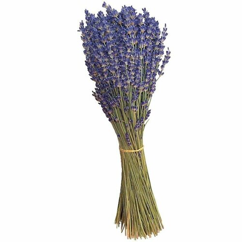 ���� ������� �������� �����, ������ �� 730 ���