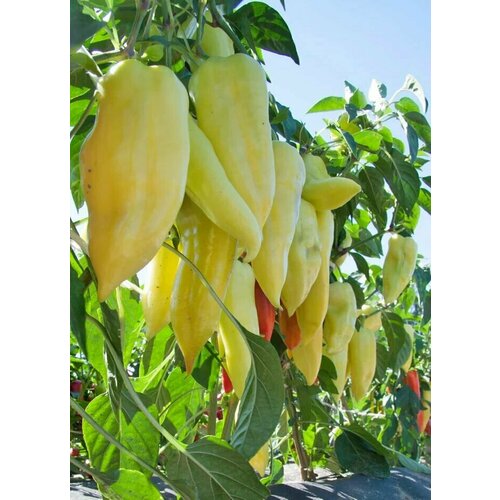 ���� ������������� ������ ����� �������� F1 ��������, ������ �� 122 ���