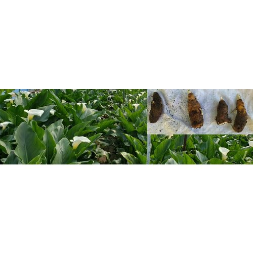 ���� ����� ����� ����������� 4 �� ������ ���������� (�����) ������� (���������), ������ �� 499 ���