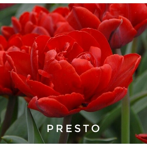    ,   PRESTO ( 8 ),   399 
