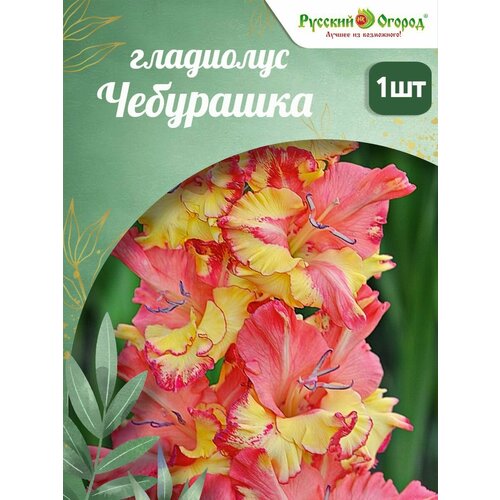 ���� ��������� ������� ������ 