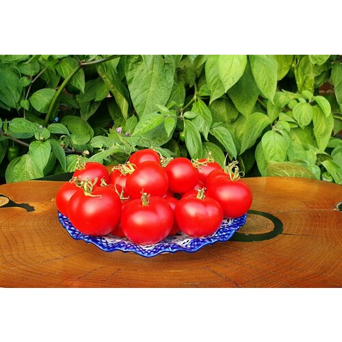      (Northern Queen) / Seeds And Goods /   zip-lock   10 ,   249 