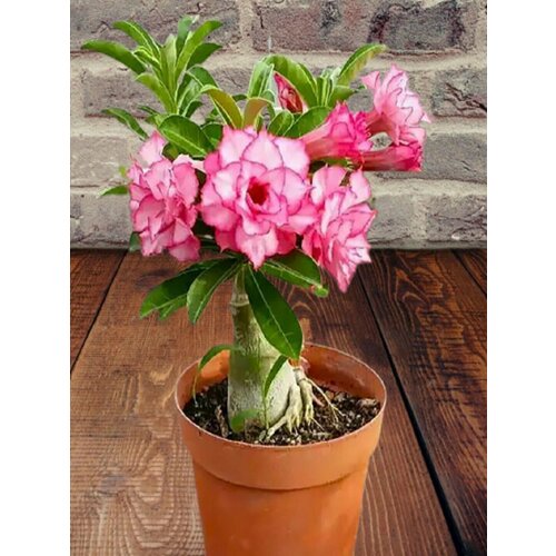 ���� ������� Rainbow Diamond, �������� ���������, ������, ������ �� 394 ���