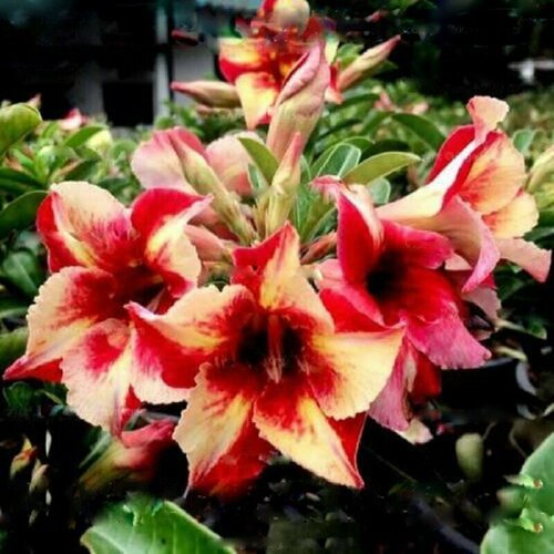 ���� �������, Adenium Obesum Desert Rose King fragrant star, ������ ��������� ������, ������, ������ �� 394 ���