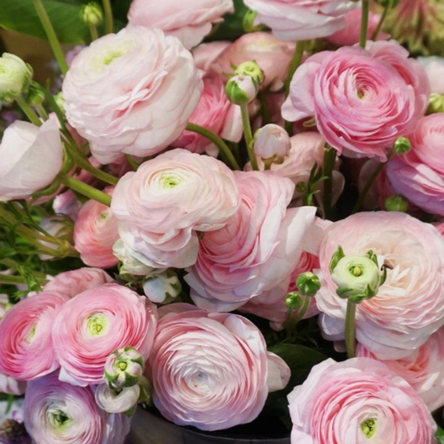   , hipollino flowers,  PINK (10 ),   439 