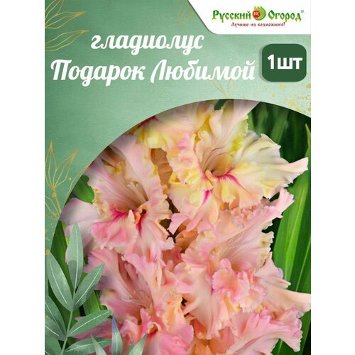 ���� ���������� ������� ������ 