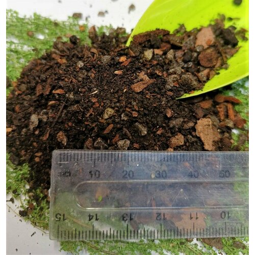 ���� �������� 