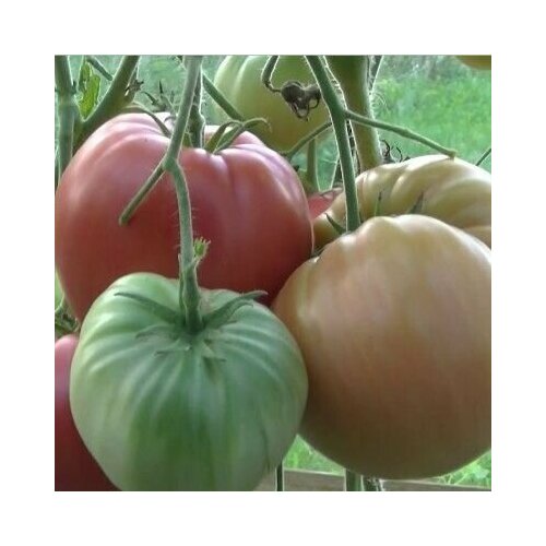 ���� ������������� ������ ������ ��� �����������, ������ �� 101 ���