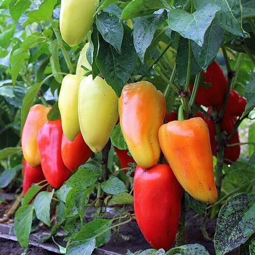 ���� ������������� ������ ����� �������� ������� F1, ������ �� 122 ���