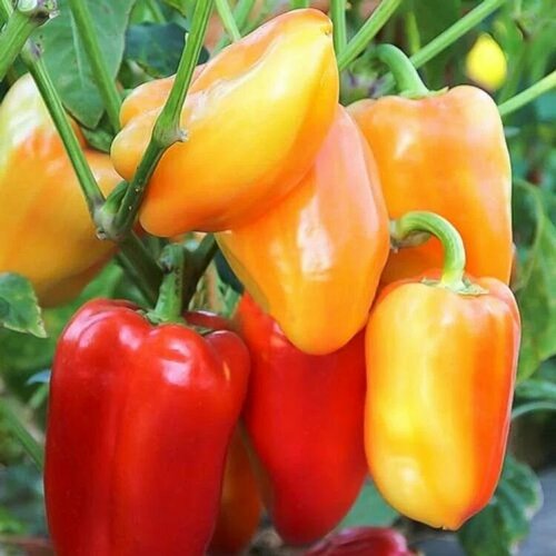 ���� ������������� ������ ����� �������� ����� F1, ������ �� 102 ���