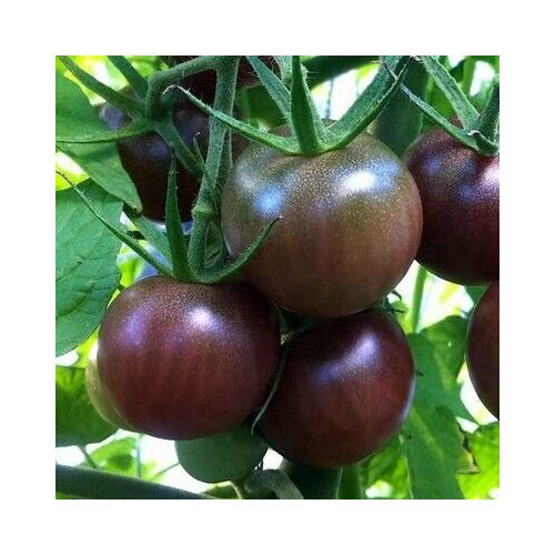 ���� ������������� ������ ������ ���������� �������, ������ �� 102 ���