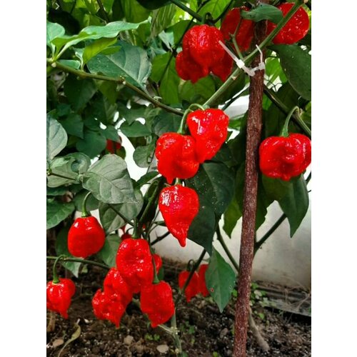 ���� ������������� ������ ����� ������ �������� �����, ������ �� 104 ���