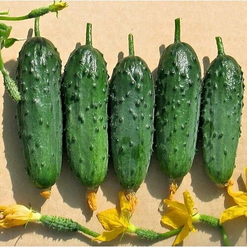 ���� ������������� ������ ������ F1 ��������� ������, ������ �� 102 ���