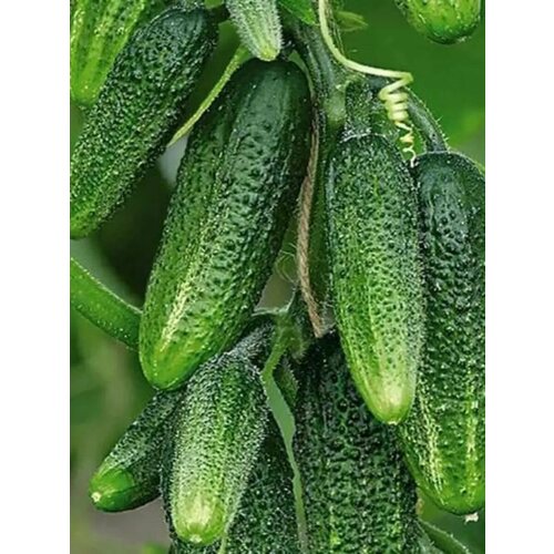 ���� ������������� ������ ������ ������� ������ F1, ������ �� 102 ���