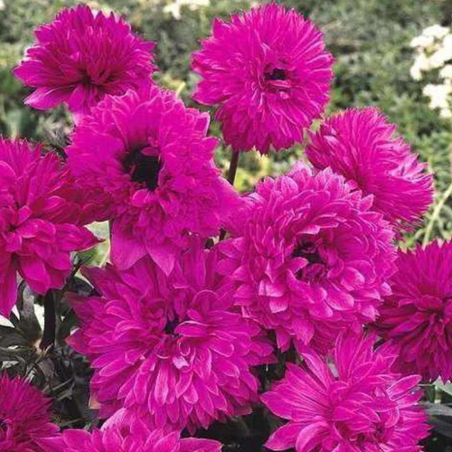   THE ADMIRAL (10 ),   446 