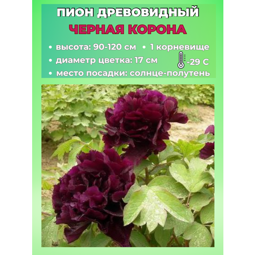 ���� ���� ����������� ������ ������, ������� 1 �����, ������ �� 650 ���