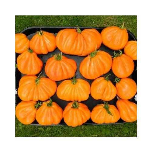 ���� ������������� ������ ������ Ƹ���� ��������, ������ �� 102 ���