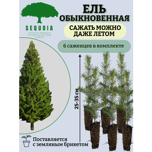 ���� ��� ������������ 6 ��������, ������ �� 1900 ���