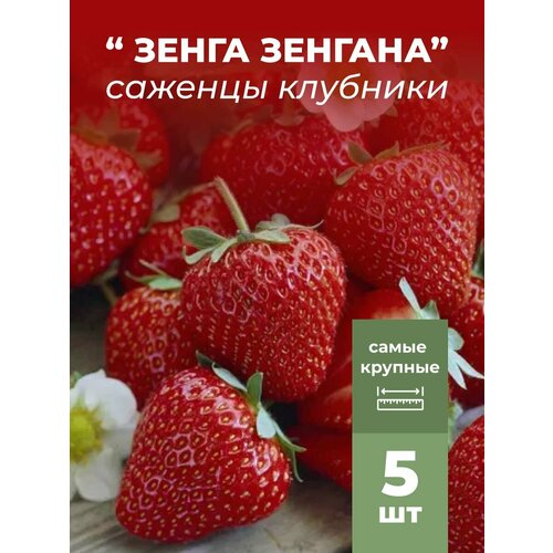 ���� �������� ����� ������������� ����� �������, �������/��������� �������� 5 ��, ������ �� 799 ���