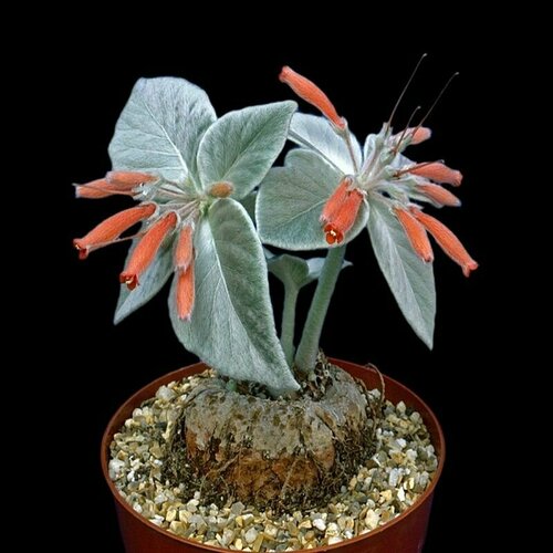 ���� ��������� ����������, Sinningia Leucotricha, �����������, ������, ������ �� 452 ���