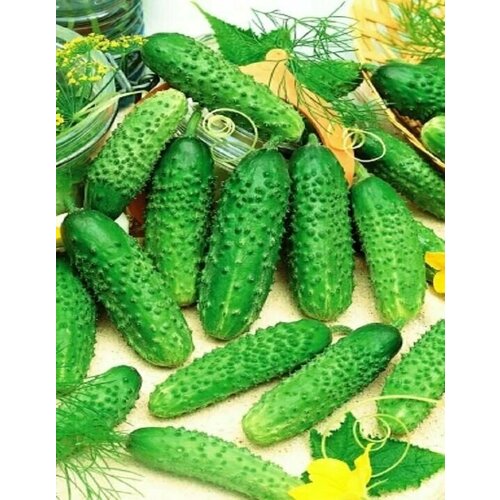 ���� ������������� ������ ������ ���������� F1, ������ �� 101 ���