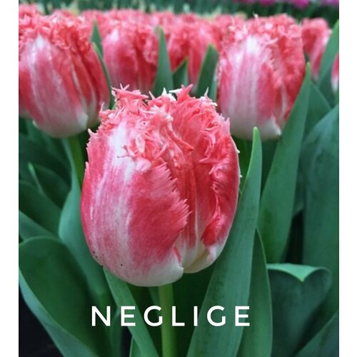    ,   NEGLIGE - (5 ),   699 
